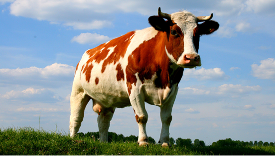 Загадки про тварин: корова